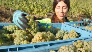 Raimat preveu un any excel·lent però amb un 15% menys de raïm