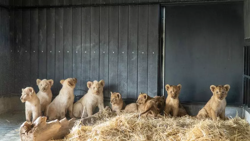 Nueve crías y tres leones adultos llegan a Villena