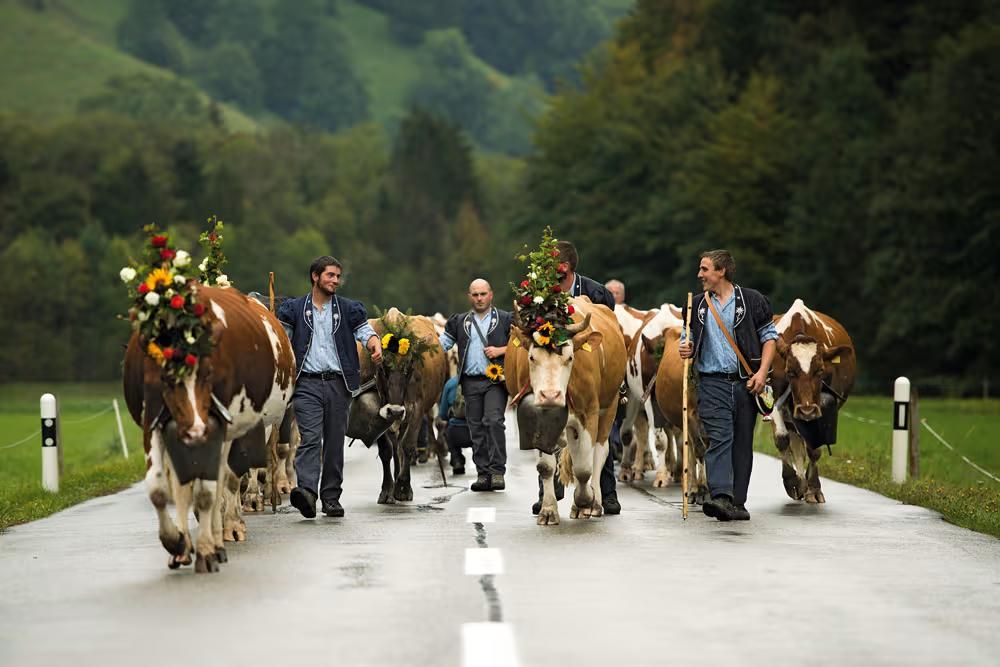 La Inalpe es una tradición centenaria en Suiza