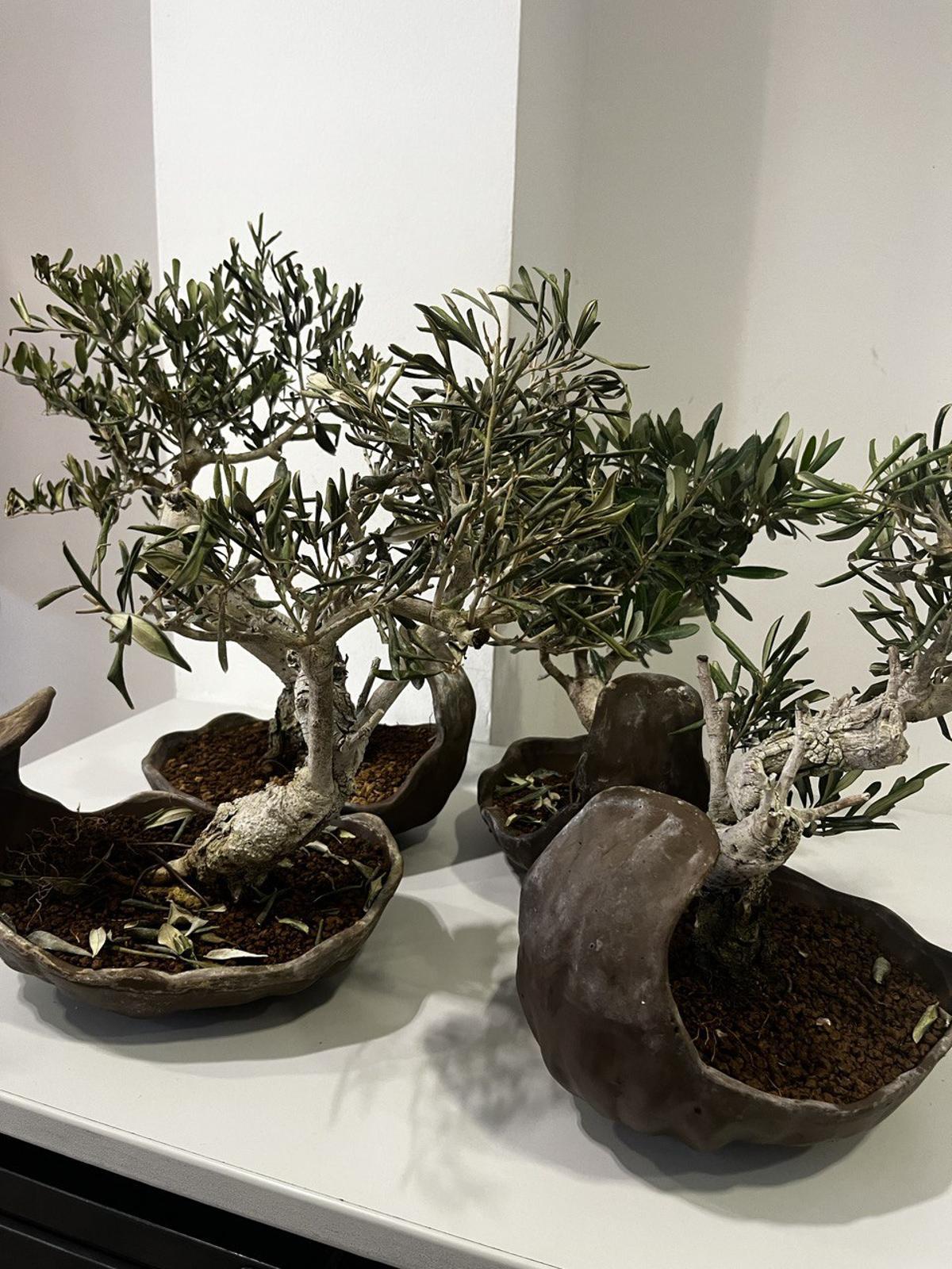 Els bonsais robats al Celler de Can Roca de Girona