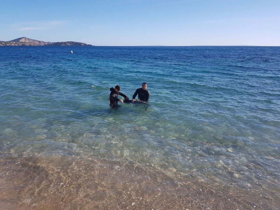 El cetáceo estaba en la costa de es Cubells