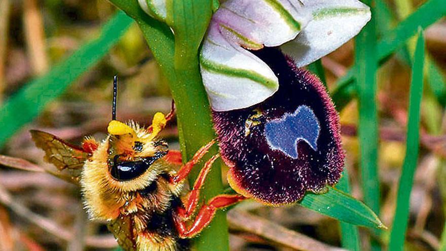 Eine männliche Wildbiene besucht die Blüte einer Orchidee in der Annahme, es handle sich um ein weibliches Insekt.