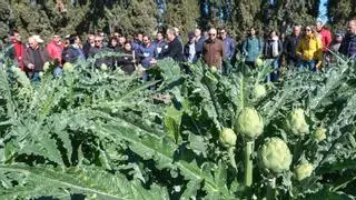 El cambio climático obligará a retrasar la plantación de alcachofas para ahorrar agua