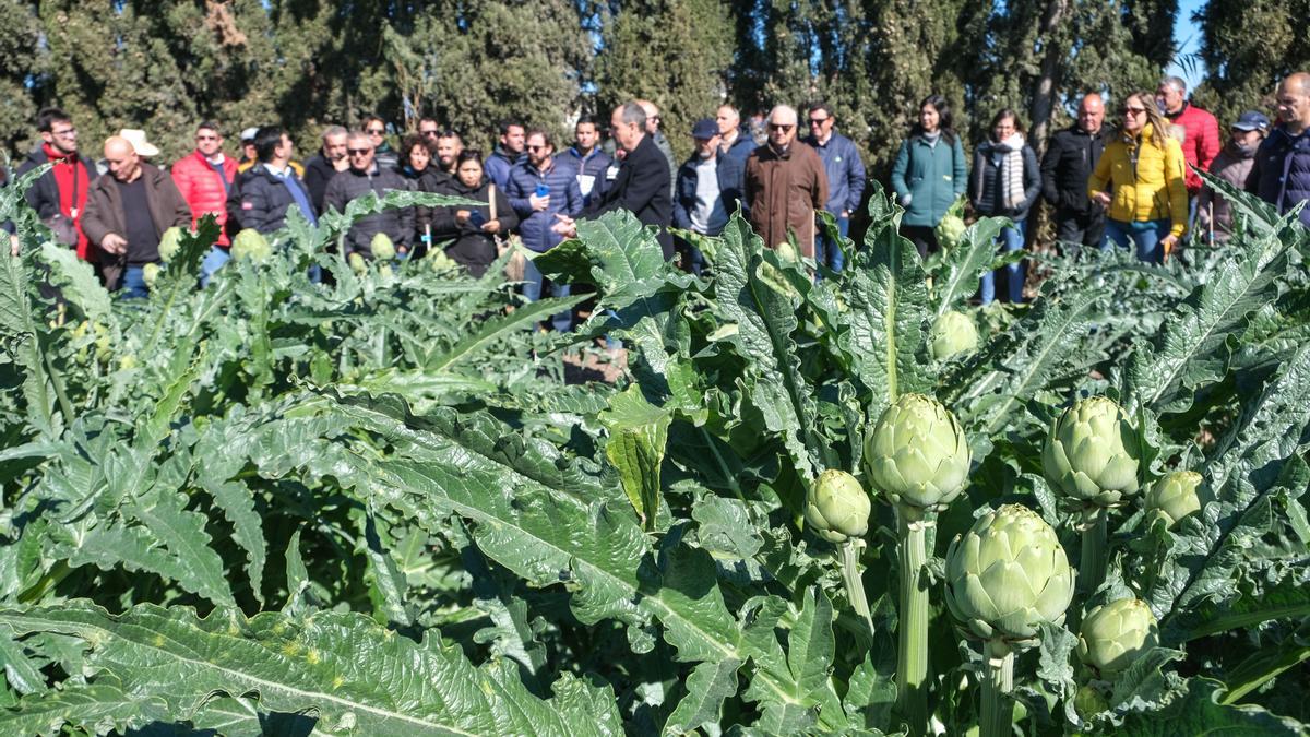 Los asistentes a la jornada organizada por la Estación Experimental Agraria de Elche en el campo de ensayo de alcachofas.