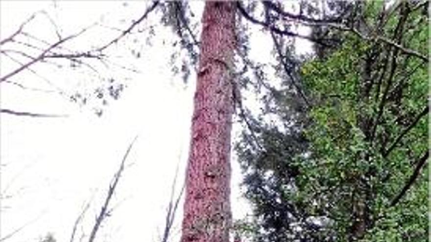 El País Basc veurà aviat cabanes com les de Sant Hilari Sacalm.