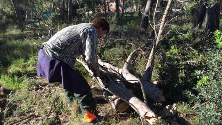 Torrent tala 200 pinos  con Tomicus del Vedat