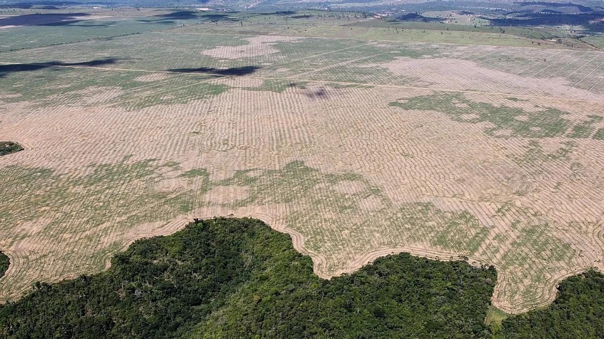 Deforestación en la amazonia.
