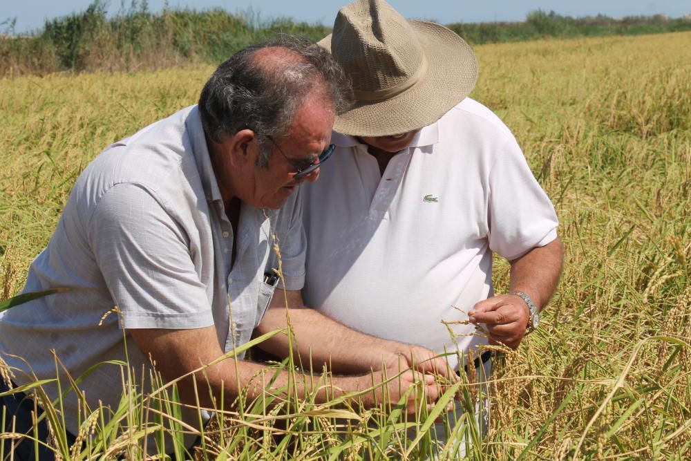 Alicante recupera el "arroz bombón", que dejó de cultivarse hace 51 años