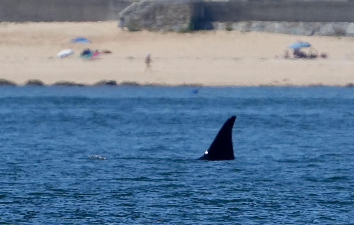 Orcas fotografiadas desde el barco pesquero rehabilitado "Chasula" en aguas de la ría de Arousa. El 20 de agosto de 2023 a la altura de Rúa, Sálvora y la costa de Castiñeiras y Aguiño, en el Concello de Ribeira.