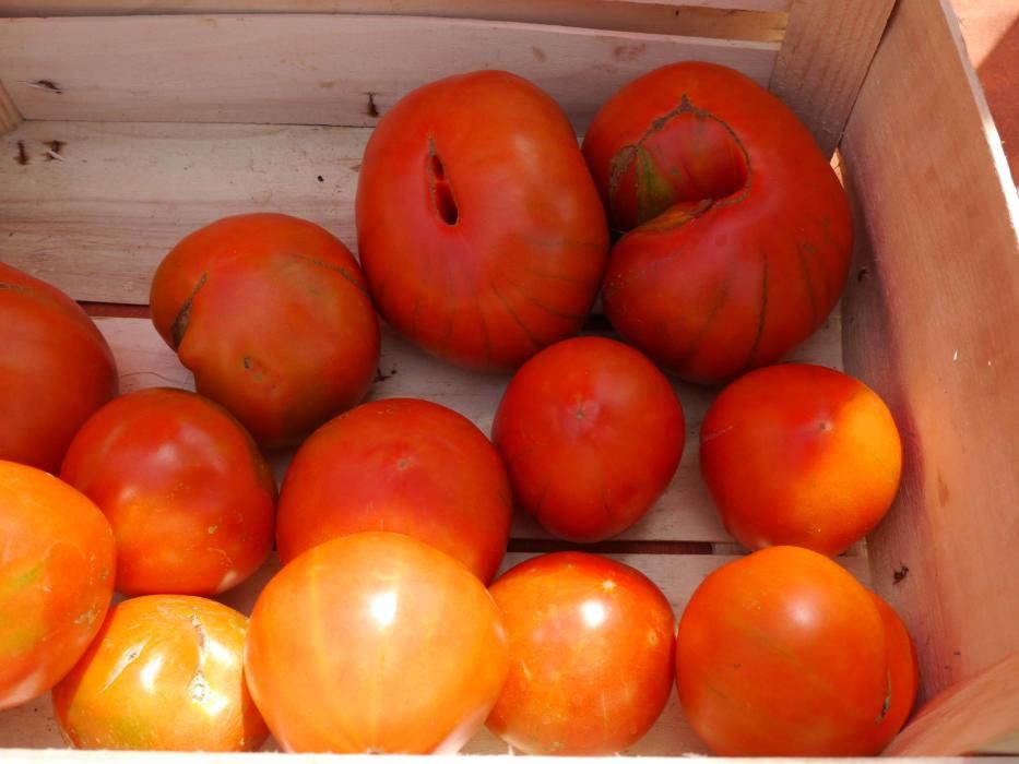 Orgullo de lucha por la huerta del sur