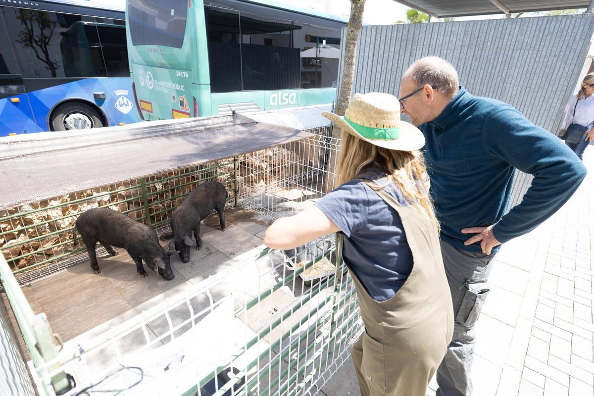 Descubre todas las fotos de la III Feria de la patata ibicenca