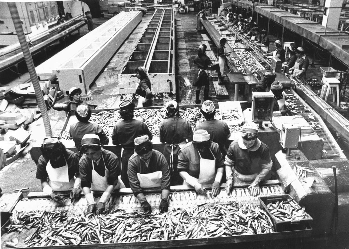 Línea de producción de la conservera Valcárcel. Línea de producción de la conservera Valcárcel.