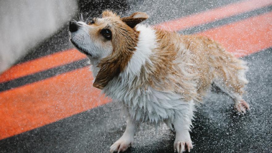 Tu perro y tú necesitáis este artículo de Lidl sí o sí