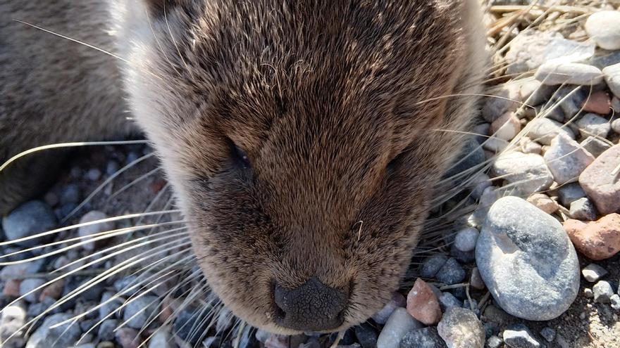 Nutria atropellada