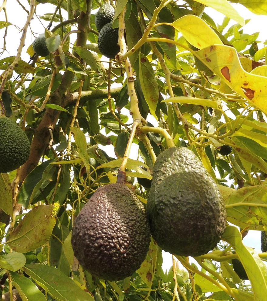 El aguacate se abre camino entre los cítricos