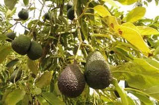 El aguacate se abre camino entre los cítricos