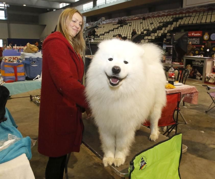 La Exposición Canina de Vigo cierra una nueva edición con grandes resultados.