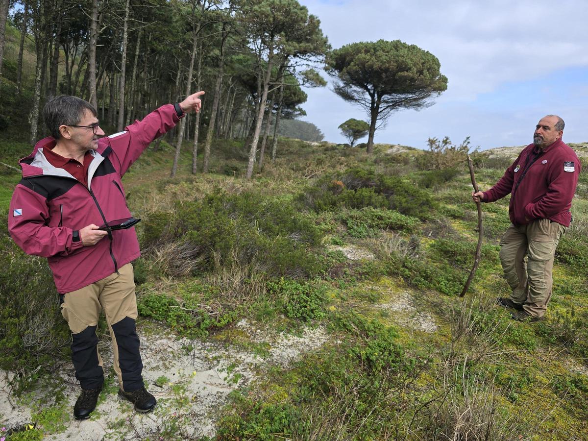 Los agentes forestales Gonzalo Gamallo y Emilio Alonso comprueban los avances y recuperación de la carmariña (corema album), planta autóctona, en las dunas