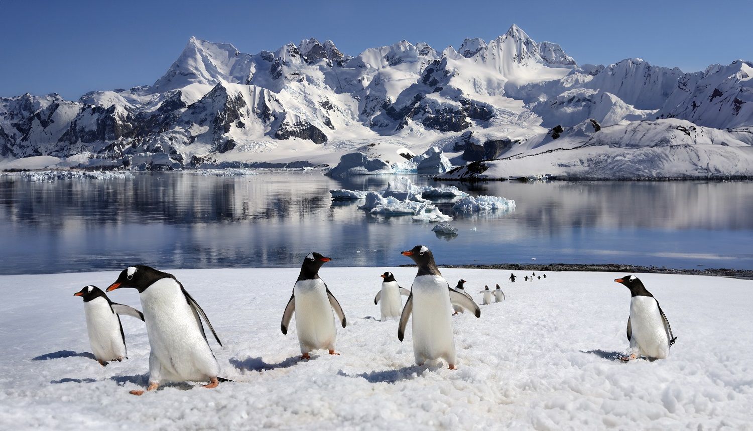 Pingüinos papúa en la Antártida.