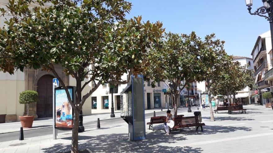 Imagen de los magnolios de la plaza de las Carmelitas.