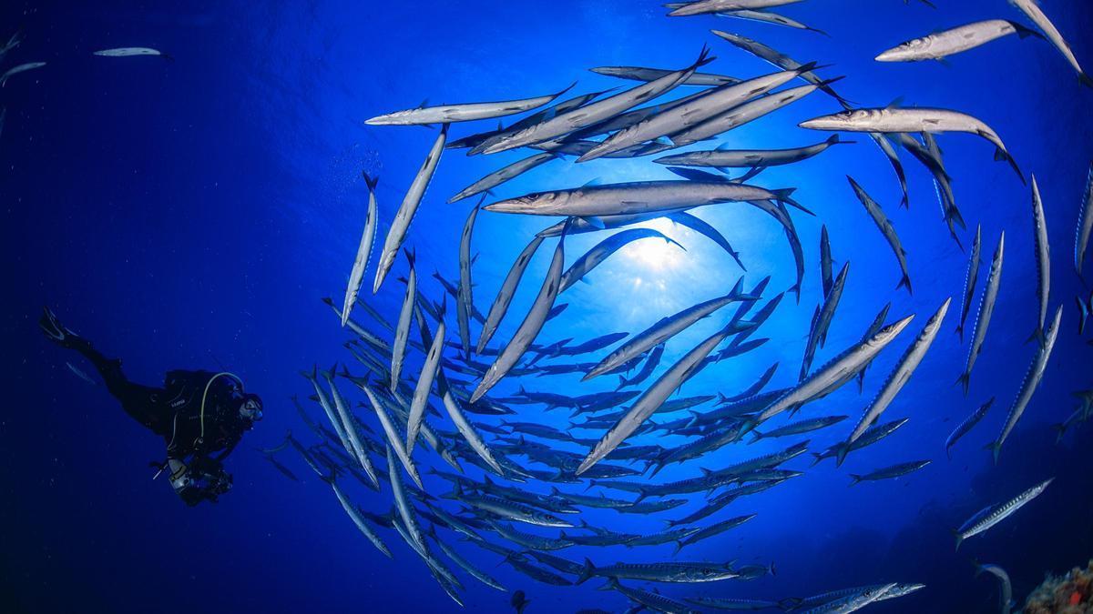 Los anillos de las barracudas