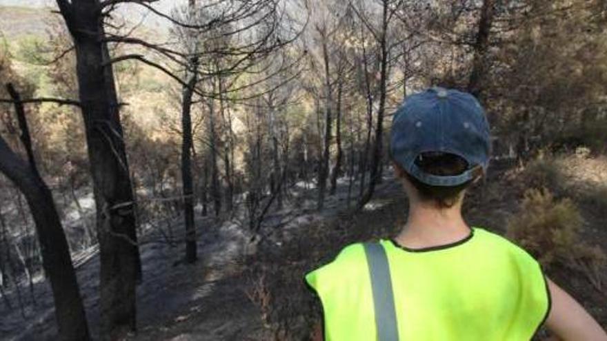 Imagen captada ayer de la zona afectada por el incendio declarado en los términos municipales de La Torre, Benifallim y Penàguila.