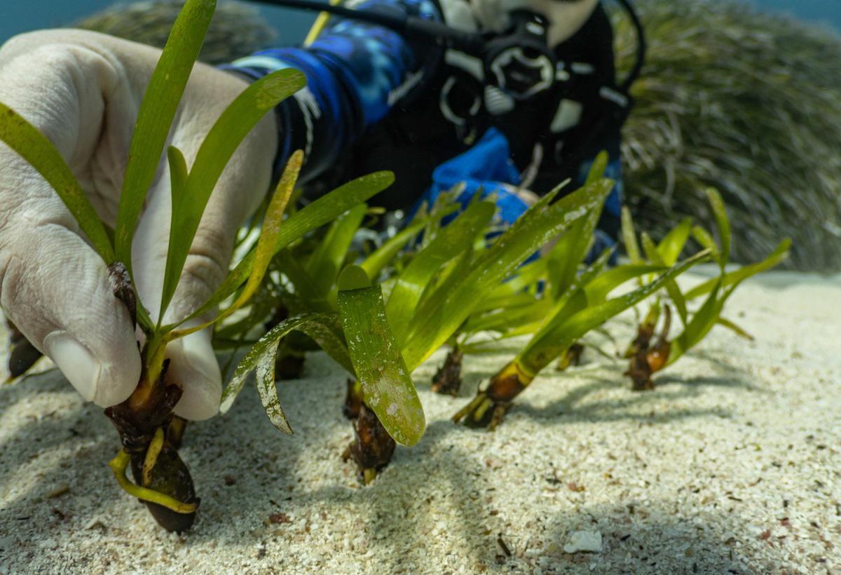 Galería: Un jardín submarino de posidonia de ses Salines Galería: Un jardín submarino de posidonia de ses Salines
