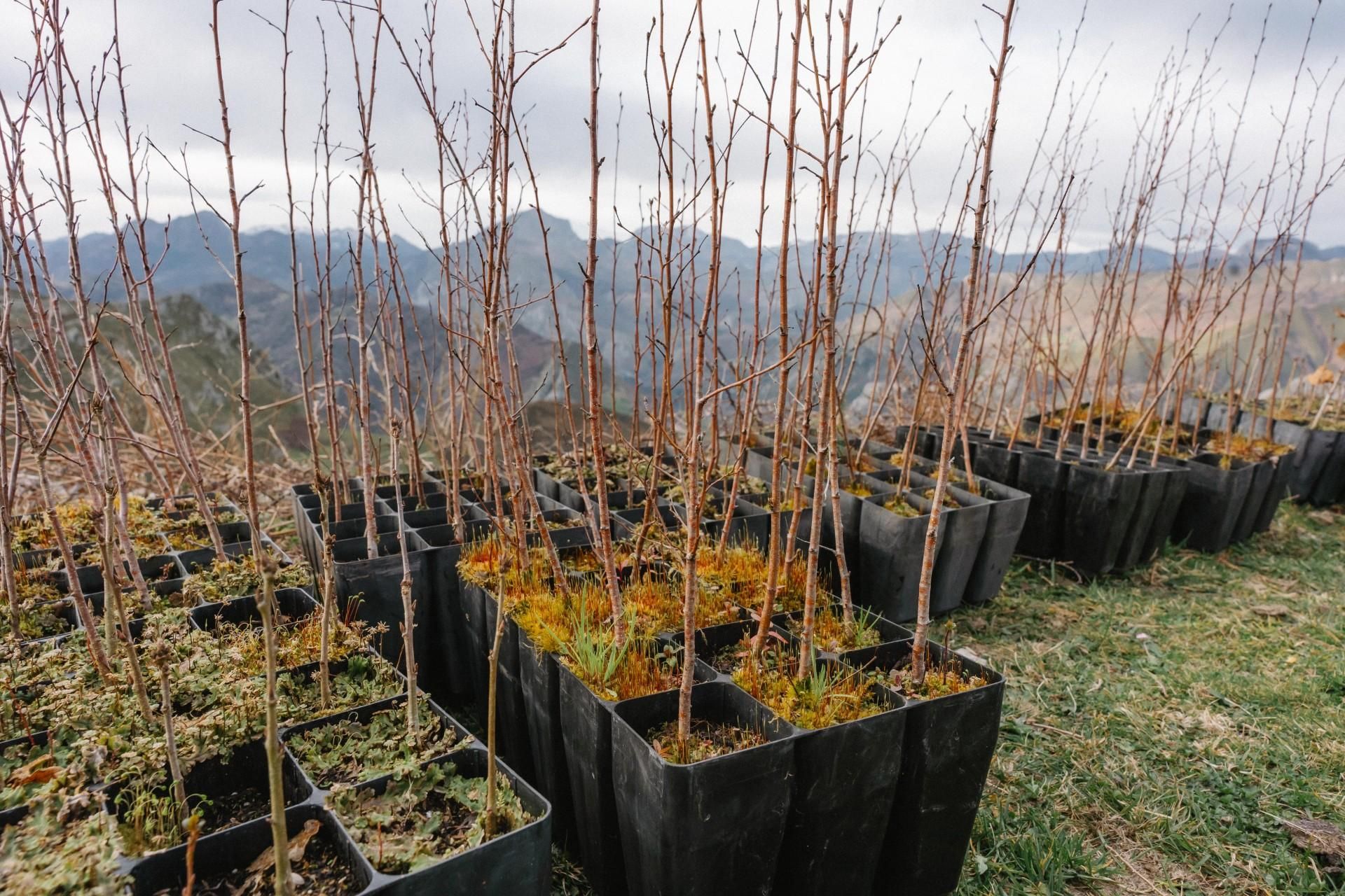 Plantación de 500 árboles en Les Cuerries, Cangas de Onís