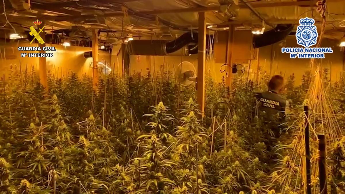 Uno de los invernaderos de marihuana desmantelados en la operación policial en Alicante y Elche