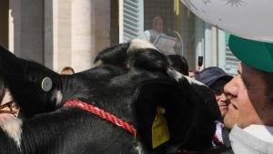 Agricultores italianos le llevan una vaca al Papa en el Vaticano