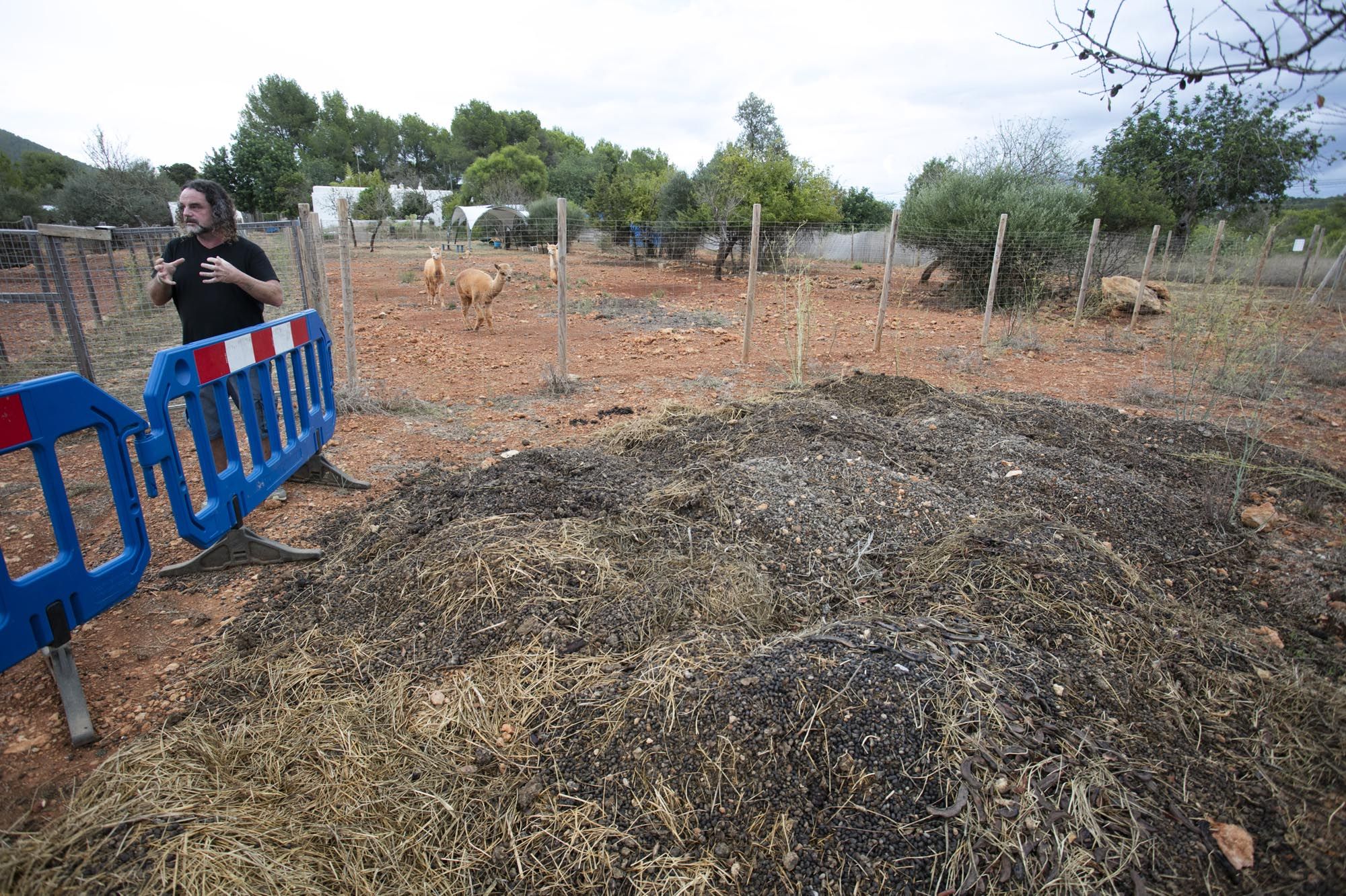 Granja de alpacas en Ibiza