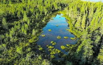 El bosc boreal a James Bay; és la segona massa forestal més important del planeta després de l’Amazones