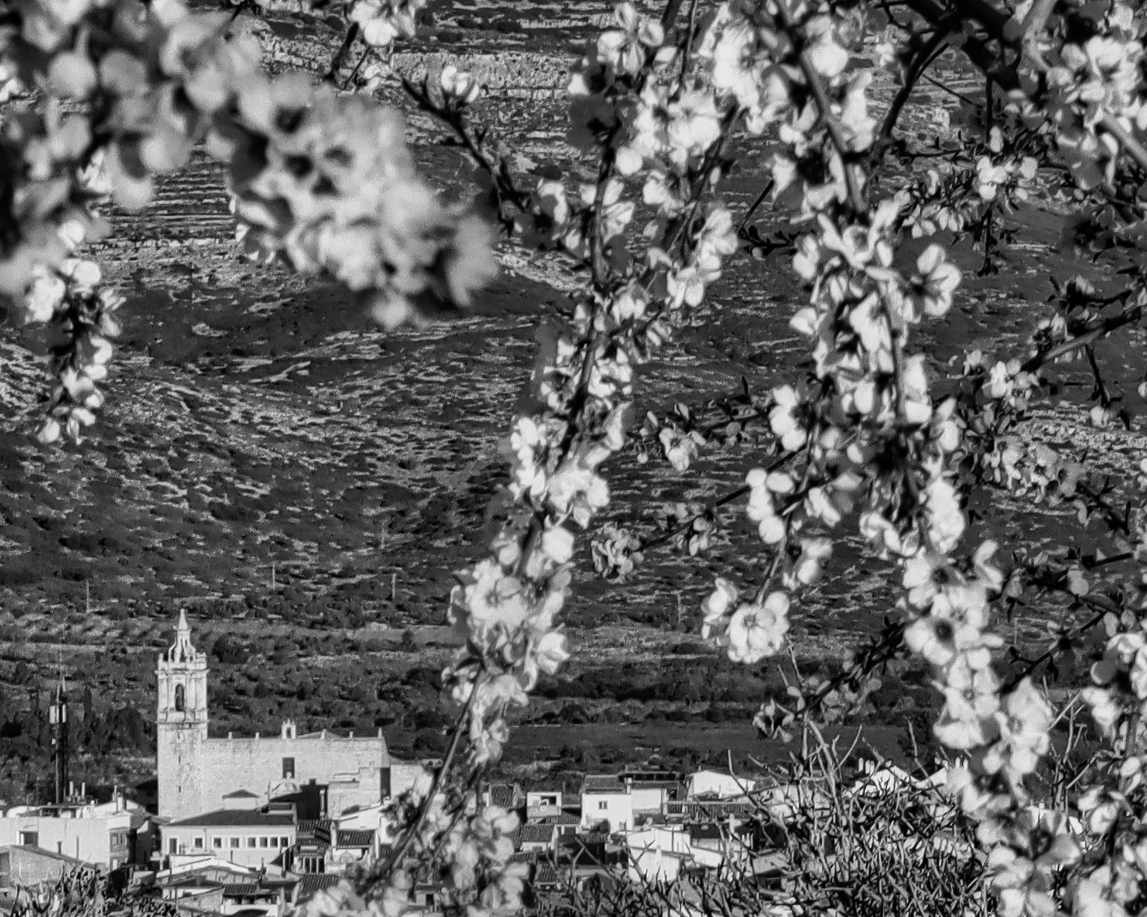 Imágenes de almendros en Albocàsser