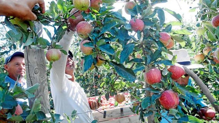 L&#039;associació afirma que és un any amb fluïdesa comercial quant a la fruita de pinyol