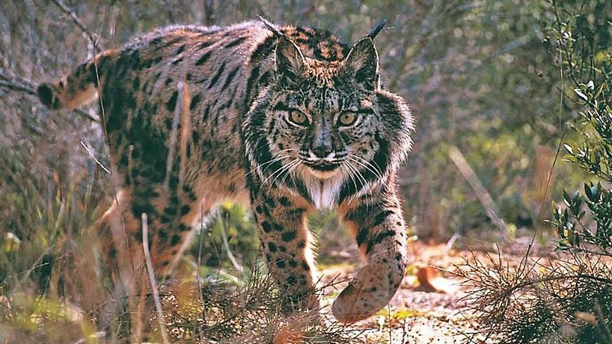 La población de lince sigue extendiéndose por toda la Península Ibérica.