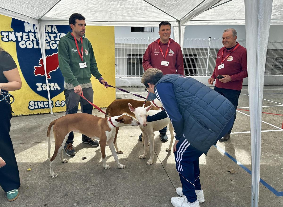 La Asociación de Criadores de Ca Eivissenc ha participado en la celebración.