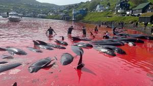 570 delfines muertos a palos y hachazos en las Islas Feroe
