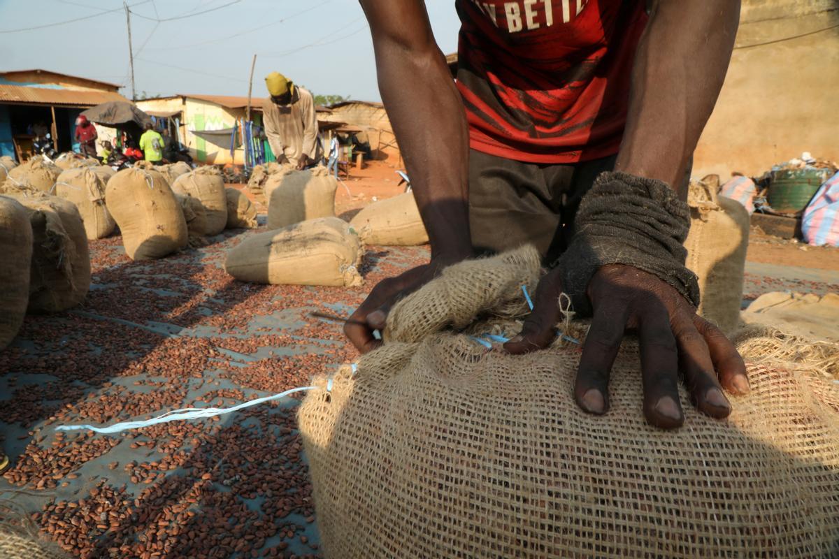 Desde hace diez años en Guerima, Colombia, los árboles de cacao reemplazan a los arbustos de coca en este departamento del tamaño de Guatemala, fronterizo con Venezuela. Está lejos de la bonanza que trajo el ingrediente principal de la cocaína, pero se ha convertido en una fuente estable de ingresos.