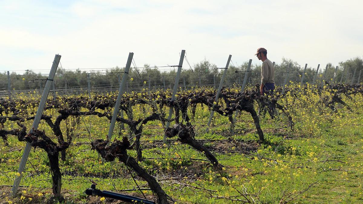 Un joven viticultor supervisa un viñedo plantado por el sistema de espaldera a las afueras de Montilla.