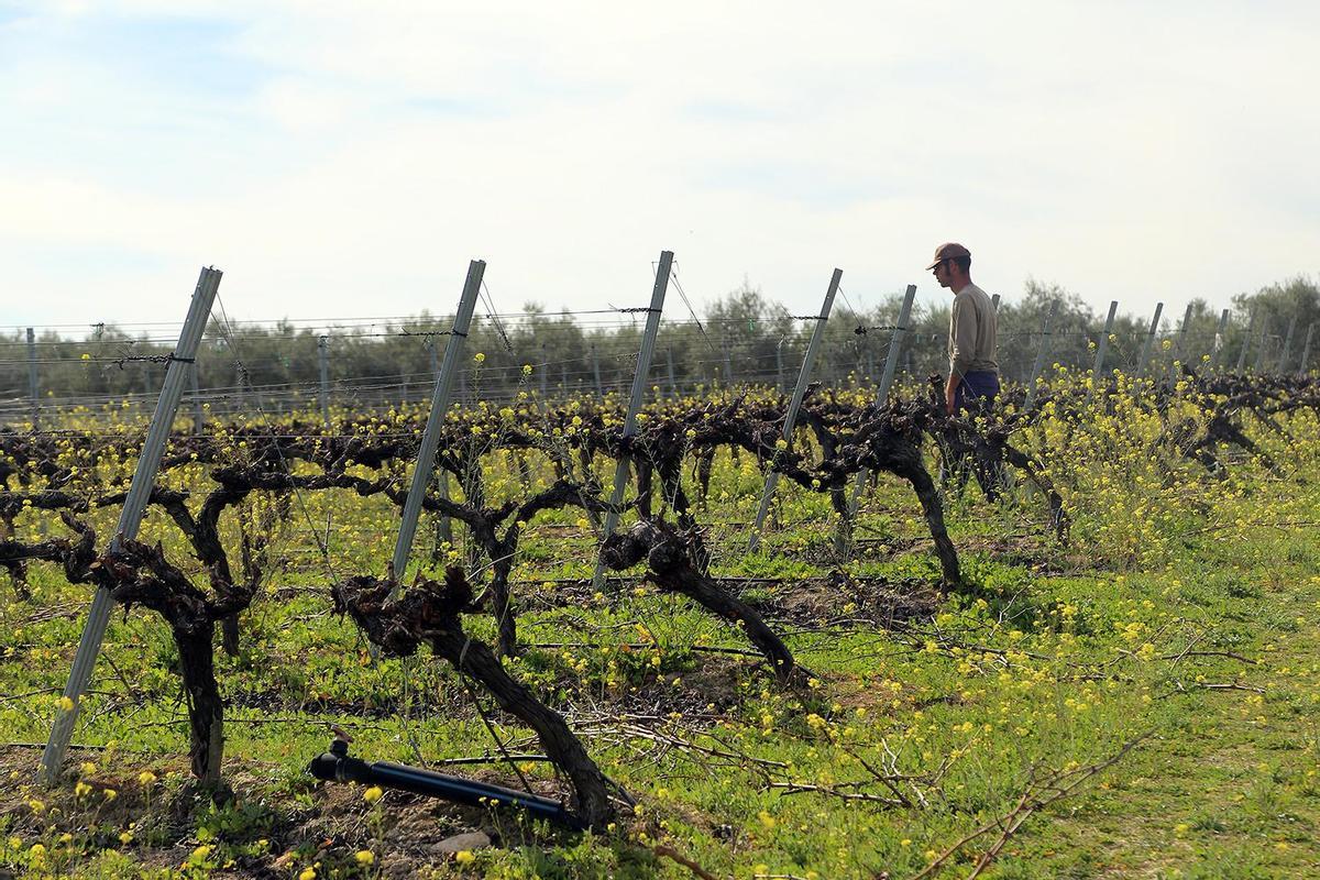 Un joven viticultor supervisa un viñedo plantado por el sistema de espaldera a las afueras de Montilla.