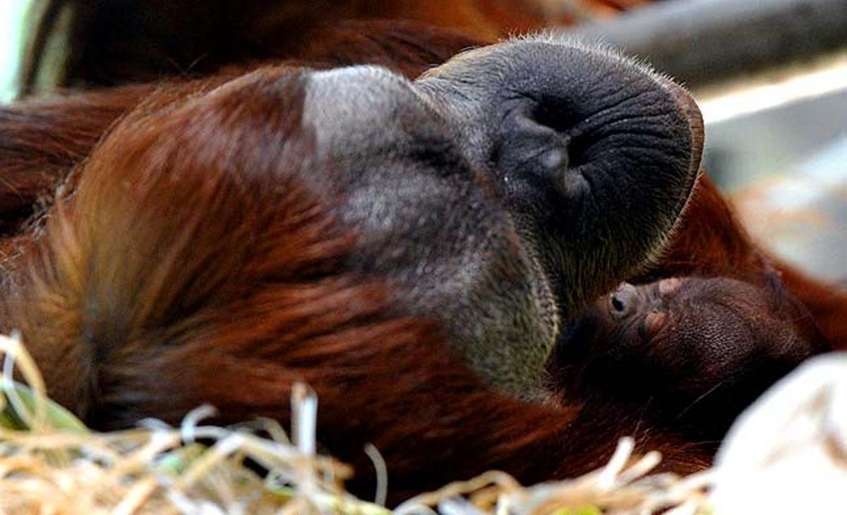 L’orangutan Maimunah dorm amb el seu nadó acabat de néixer al zoo de Melbourne (Asutràlia). La cria va néixer poc abans de la mitjanit del 6 de desembre, motiu pel qual encara passarà una setmana o més abans que Maimunah i la seva cria surtin a les instal·lacions a l’aire lliure.