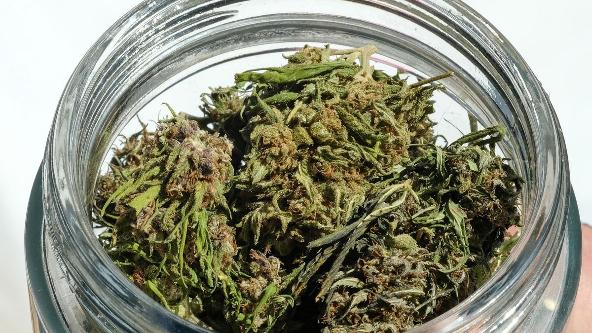 La superficie legal de cannabis en Marruecos se duplica y supera las 4.700 hectáreas en 2025