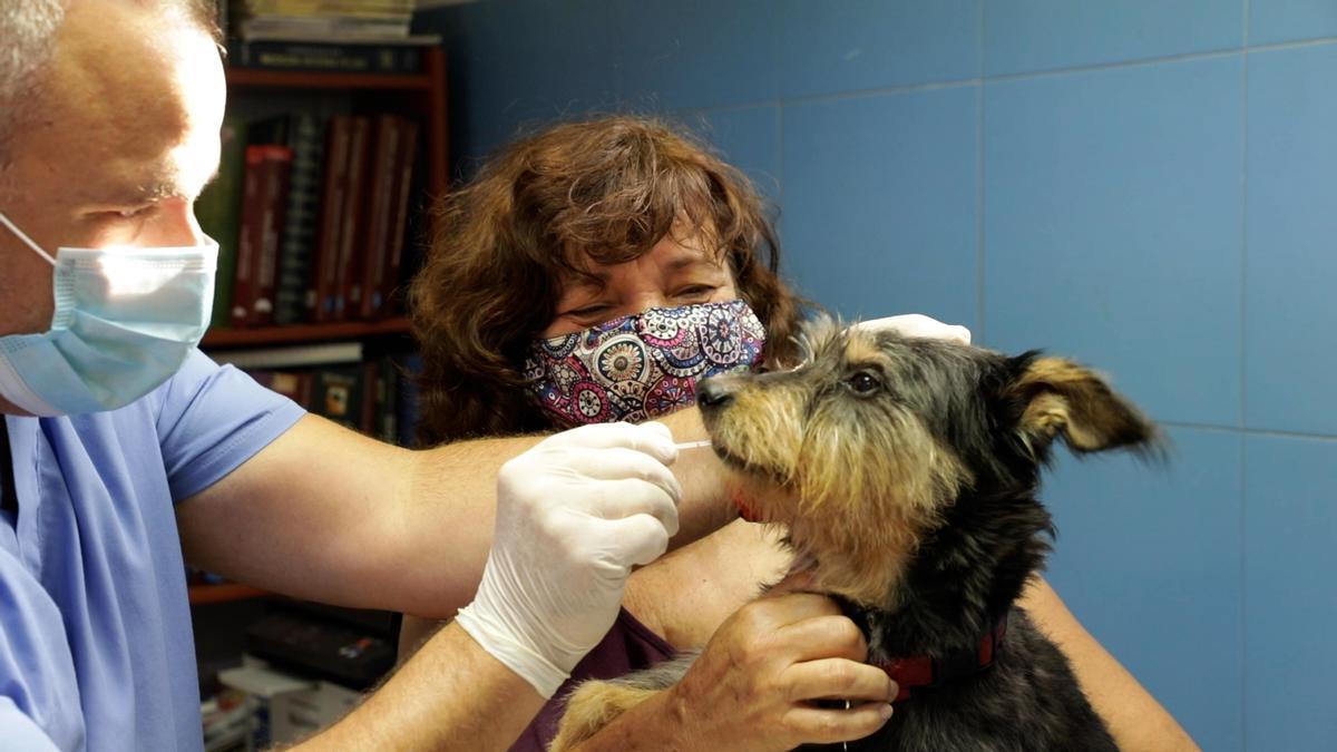 Paterna registra a sus mascotas en en el Censo Canino Municipal de ADN.