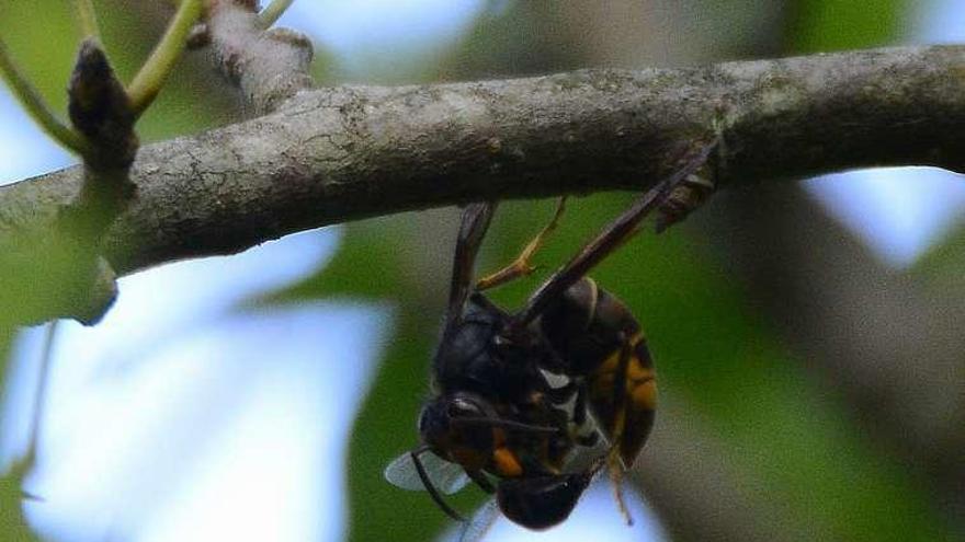 Una velutina, colgada de una rama, devora una abeja. // G.N.