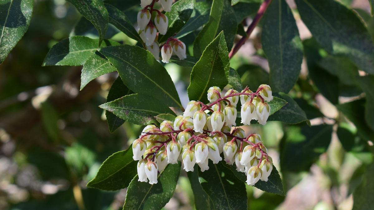 La Andrómeda es una planta con un agradable aroma y unas preciosas flores