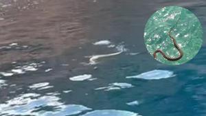 Un pescador fotografa una serpiente de herradura que nadaba con soltura a ms de 20 metros de la orilla de la playa de sa Cala de Sant Vicent