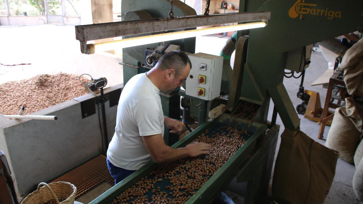 Les avellanes seleccionades pel consum abans de caure al sac i passar a ser pelades i torrades