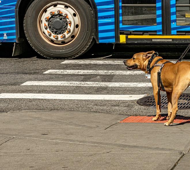 Mascota en autobus