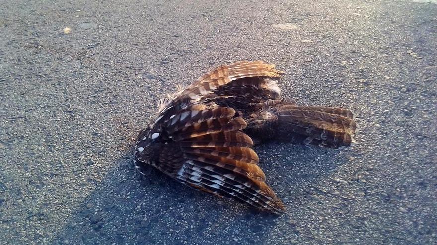 Atropellan a un halcón en la carretera de Xàbia a Benitatxell