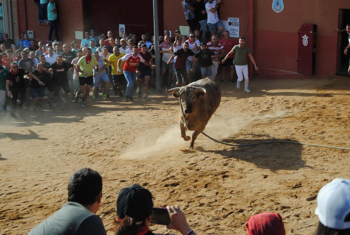 Salida del torito del alba Cardilisto.